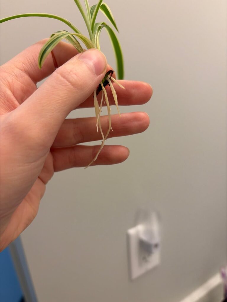Water props graduated to pots! Water props graduated to pots!