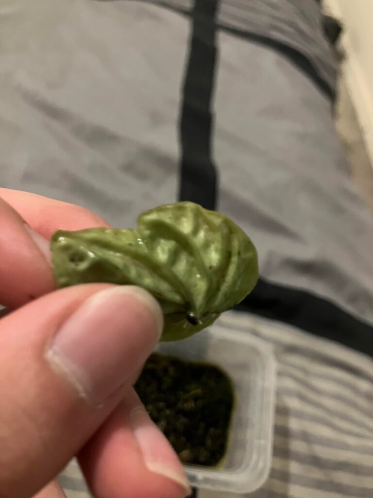 We have roots!