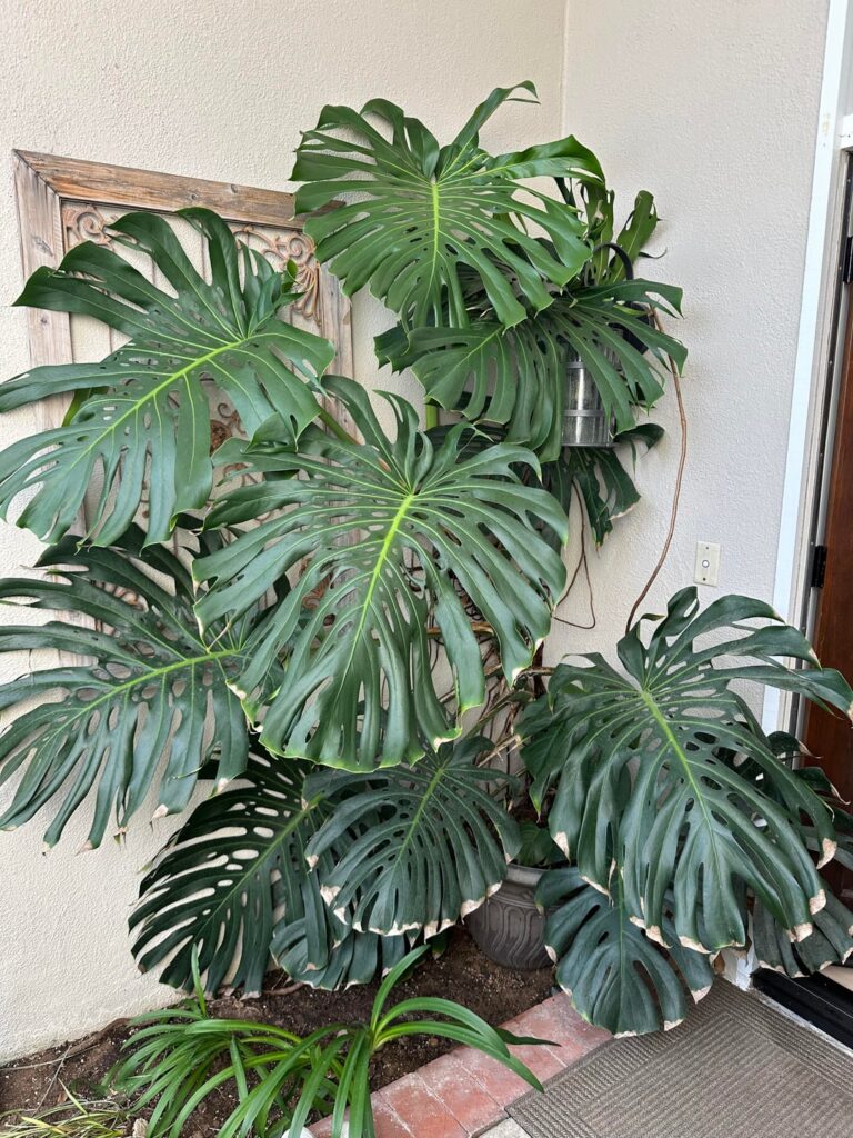 My monstera ❤️