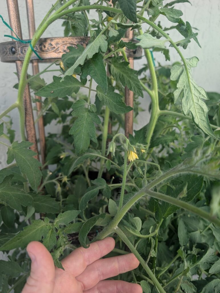 Lots of flowers, but no fruit Lots of flowers, but no fruit