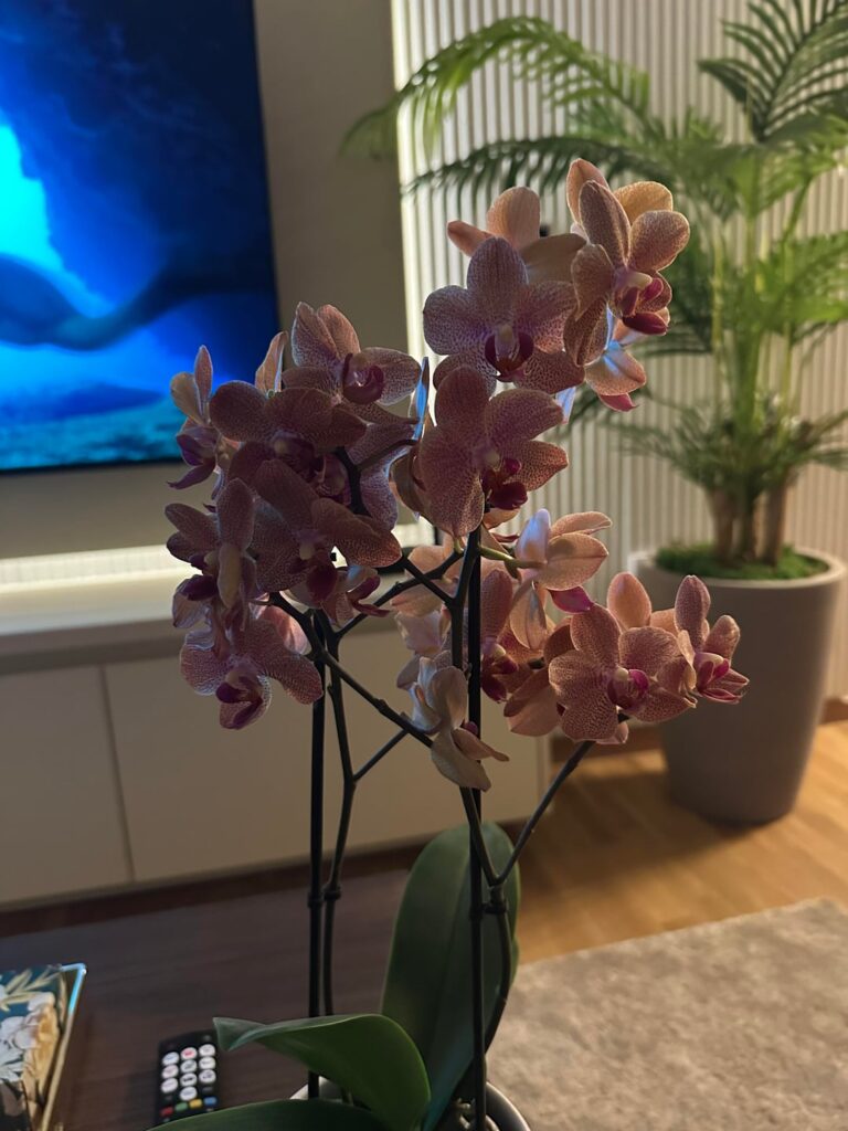 Orchid helo?