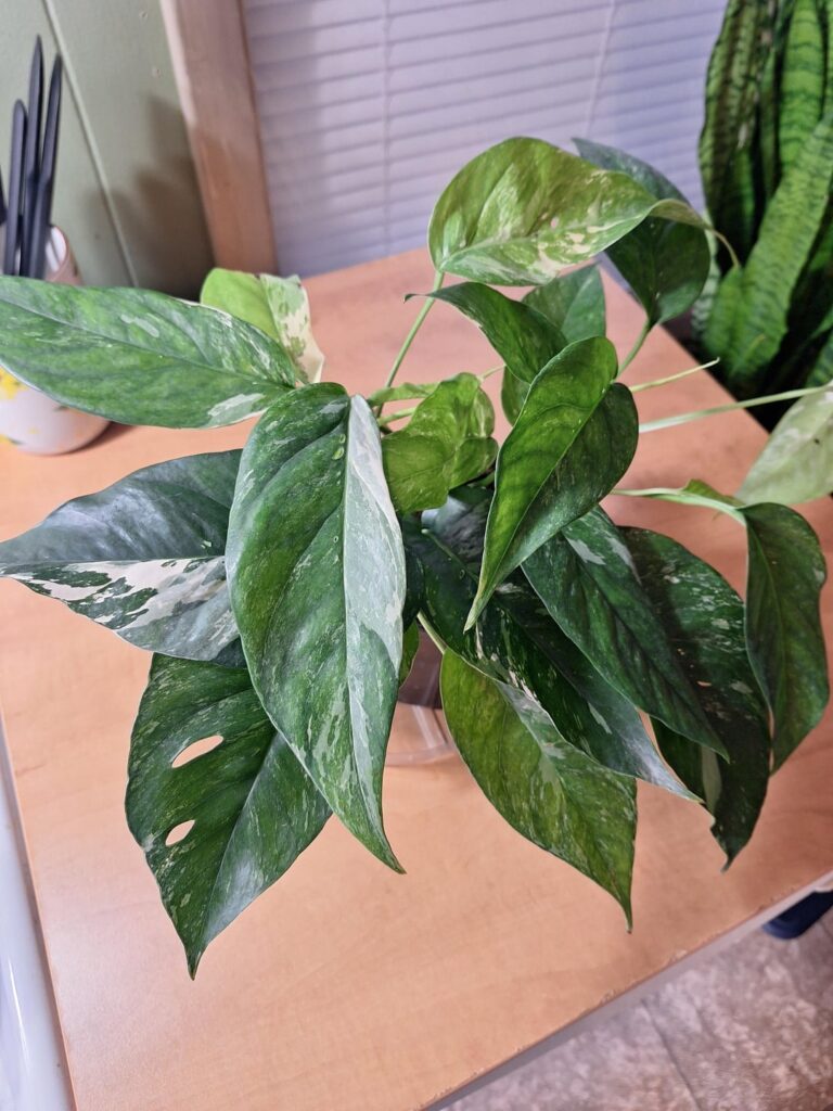 My new albo pothos!