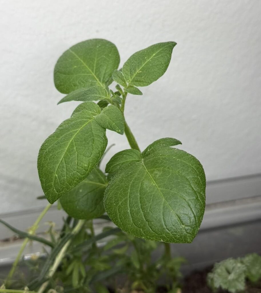 Took compost the heap outside for my herbs and now there’s a mystery plant growing in there