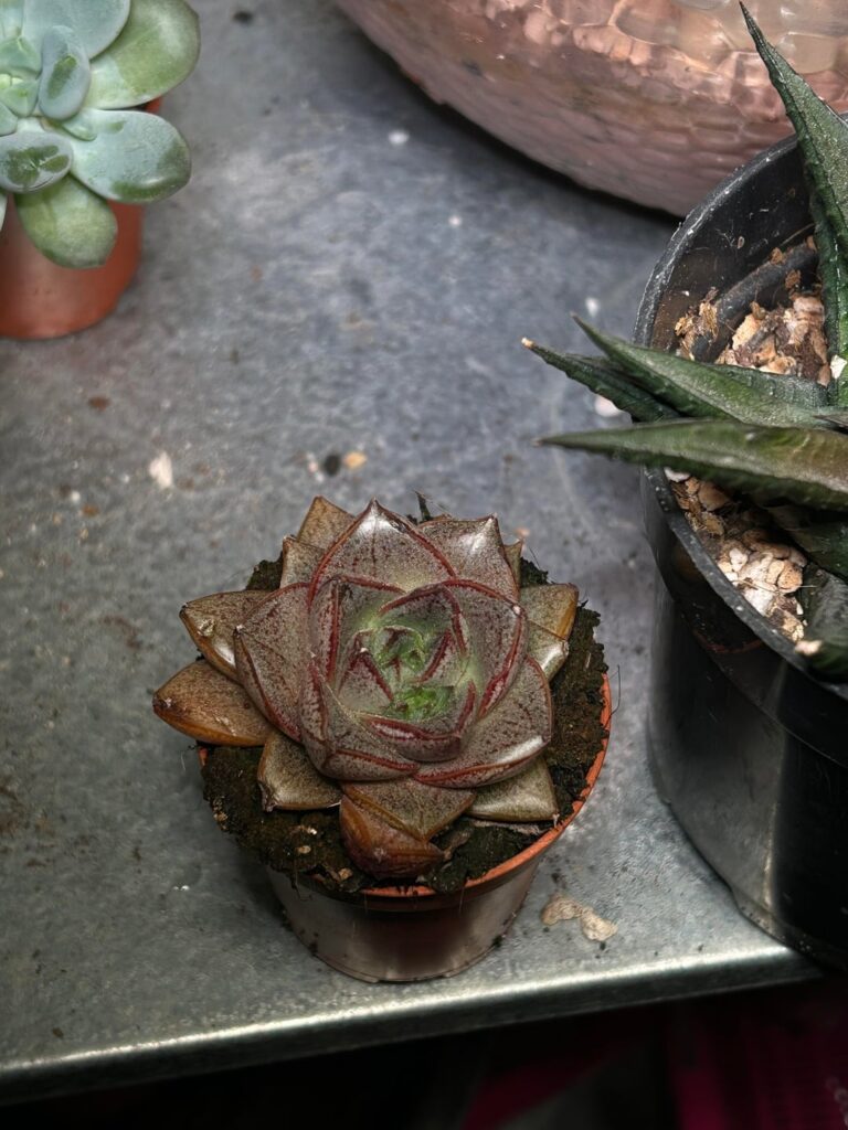 Id? Estoy muy perdida