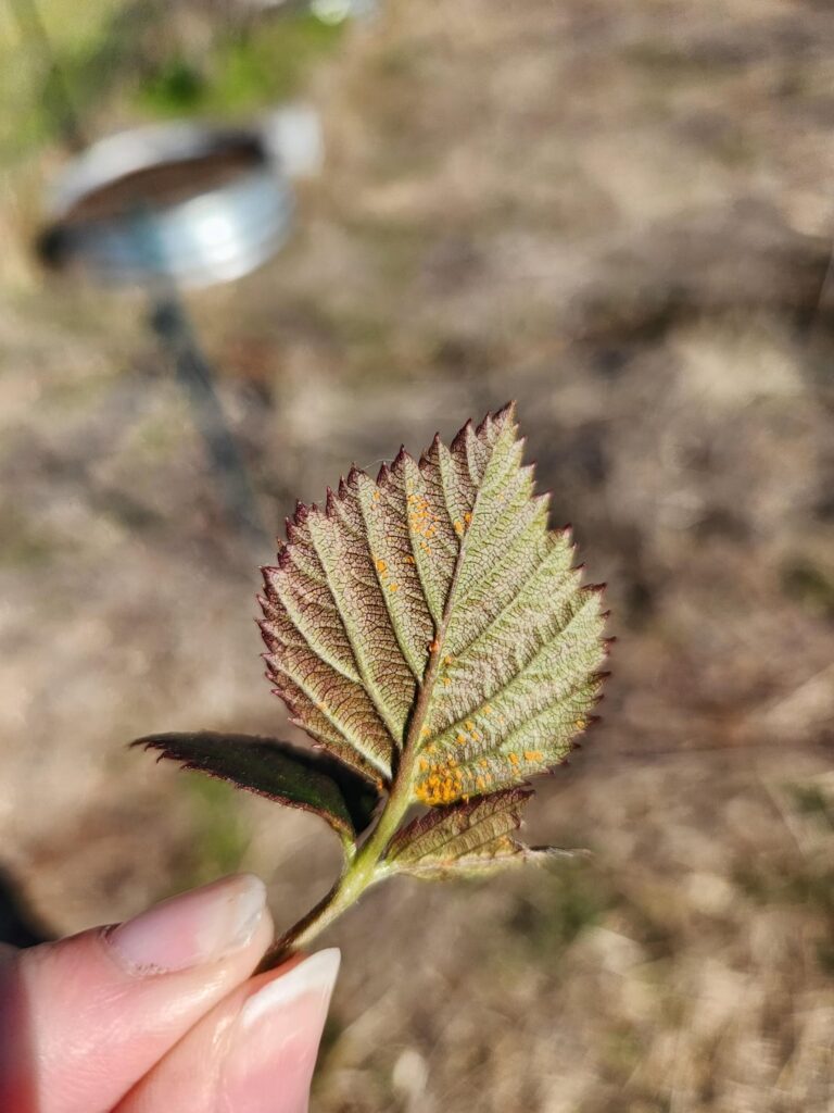 Is this orange rust?