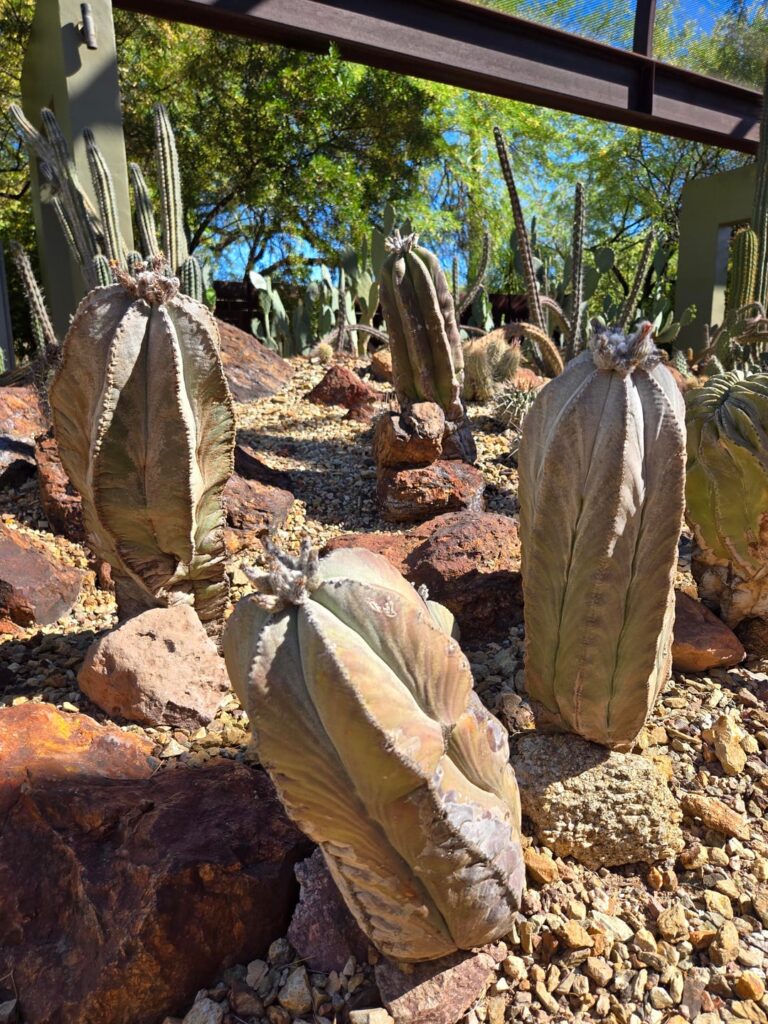 Mature astrophytum myriostigma and an awesome crested one to boot!