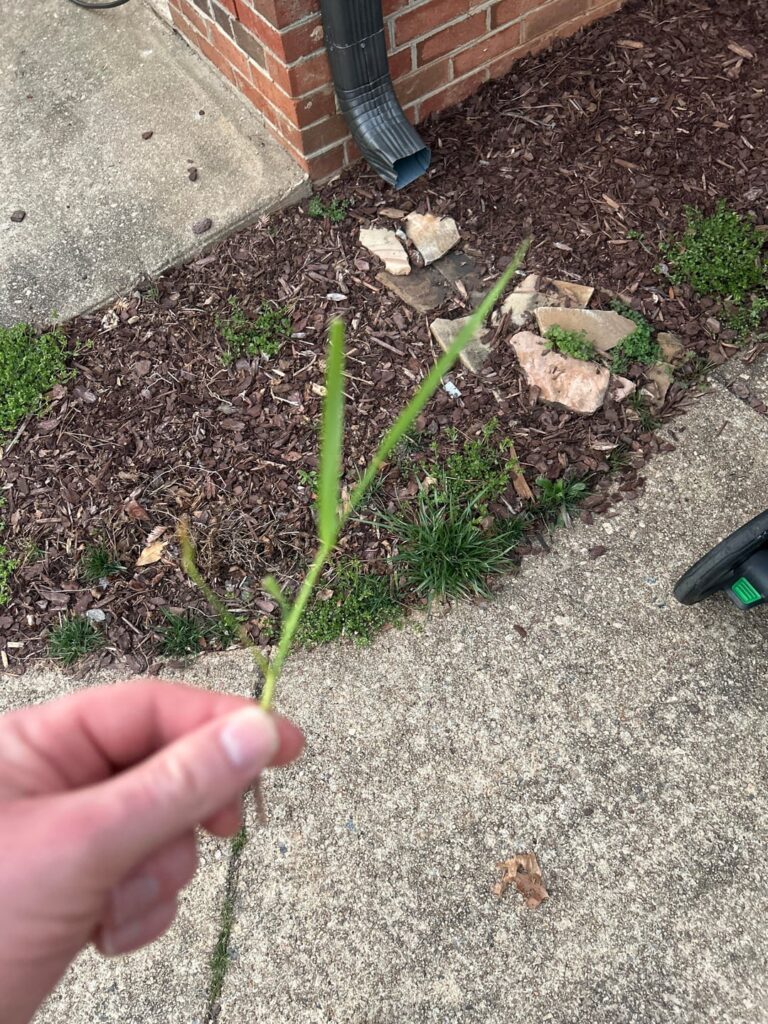 How to stop whatever this is? Raleigh NC