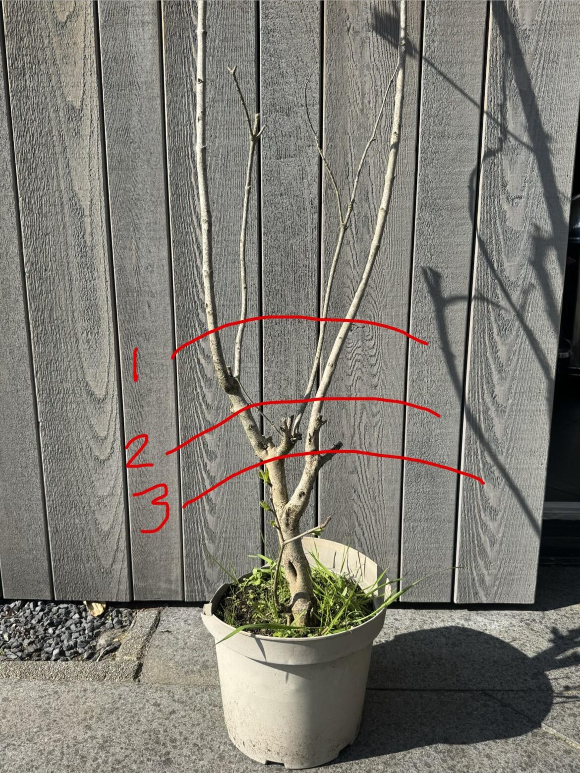 Where do I cut my Lilac tree, and why? Where do I cut my Lilac tree, and why?