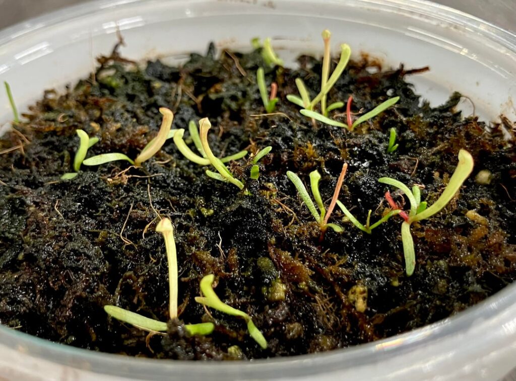 Thought I would share my Sarracenia seedlings first pitchers! Thought I would share my Sarracenia seedlings first pitchers!