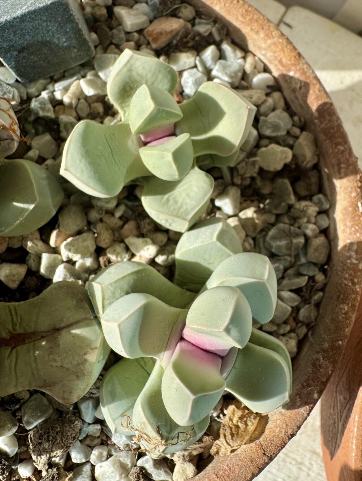 Lapidaria margaretae, love the new growth colour