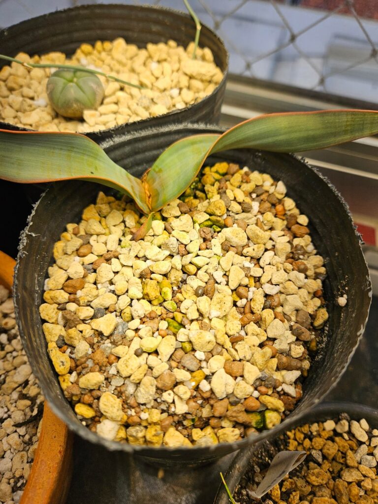 Welwitschia almost a year old!!!