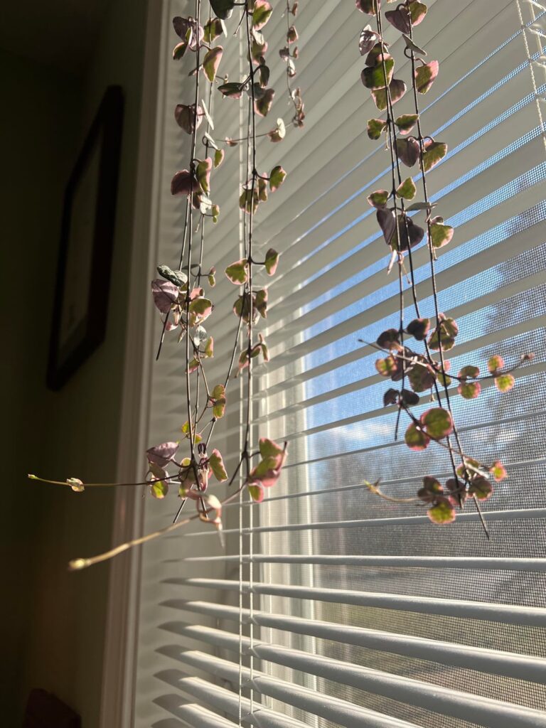 Is this a sign of too much light? Is this a sign of too much light?