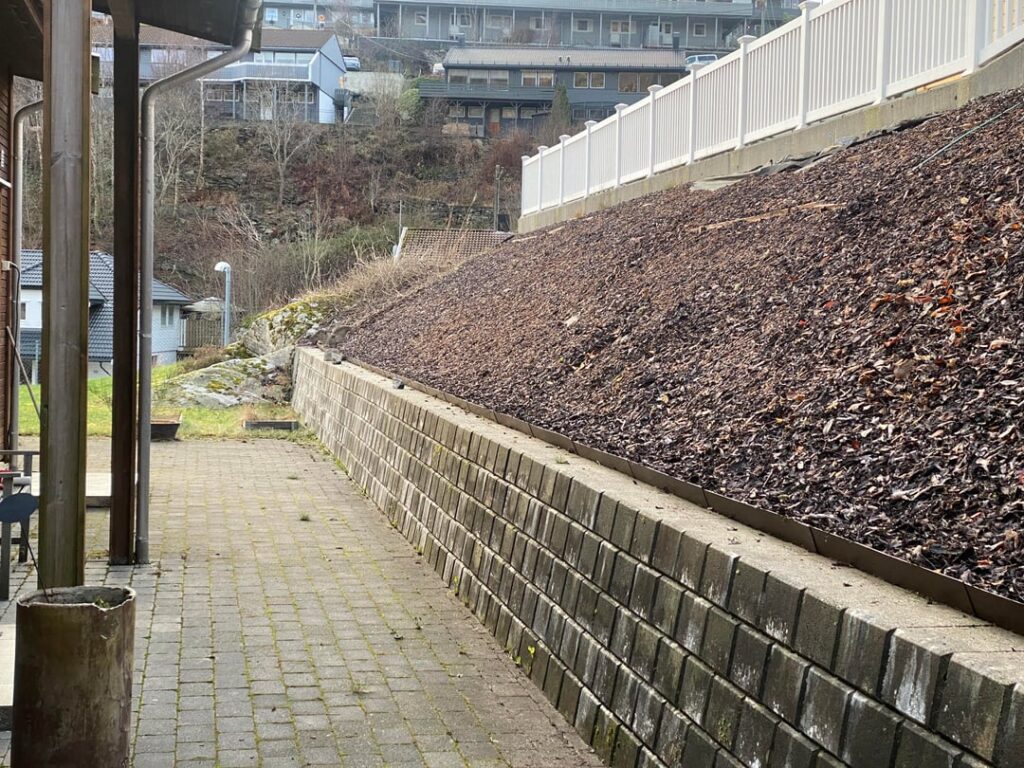 Barch in a steep slope