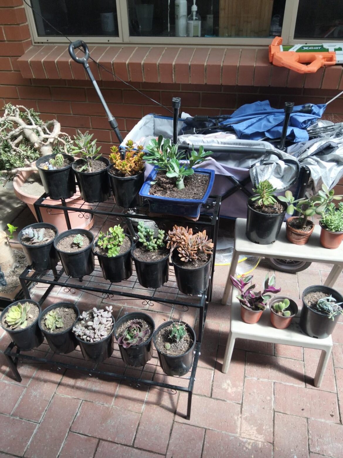 What started as a cheap hobby..