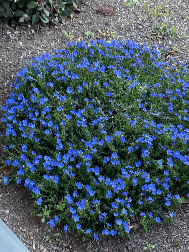 Name of these beautiful blue flowers I used to grow??
