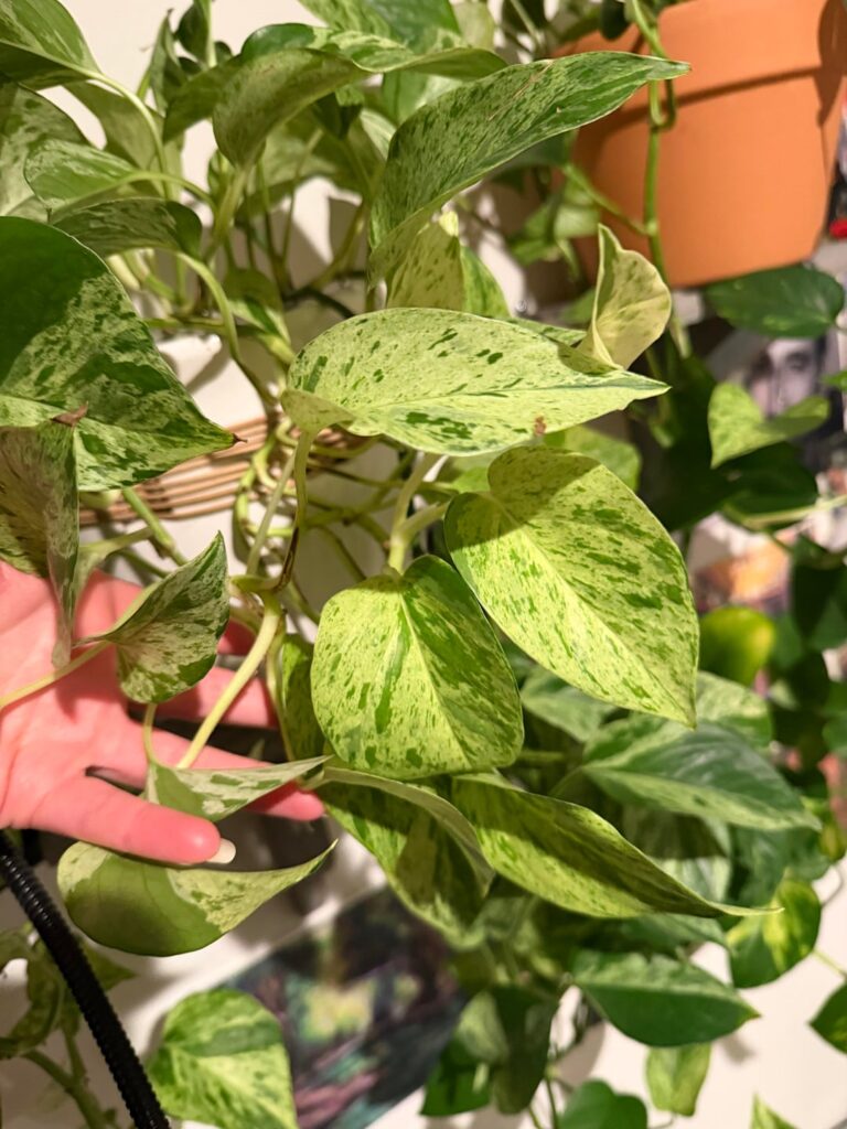 Beautiful marble queen