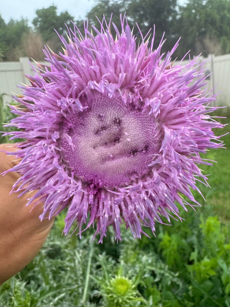 What is this beautiful spiky plant?