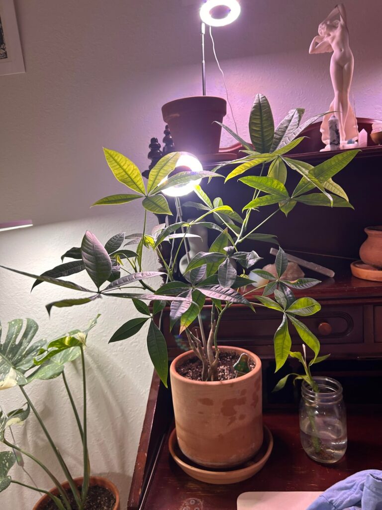I untwisted my money tree