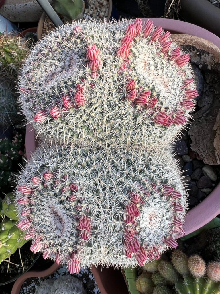 My Mammillaria Parkinsonii is blooming! My Mammillaria Parkinsonii is blooming!