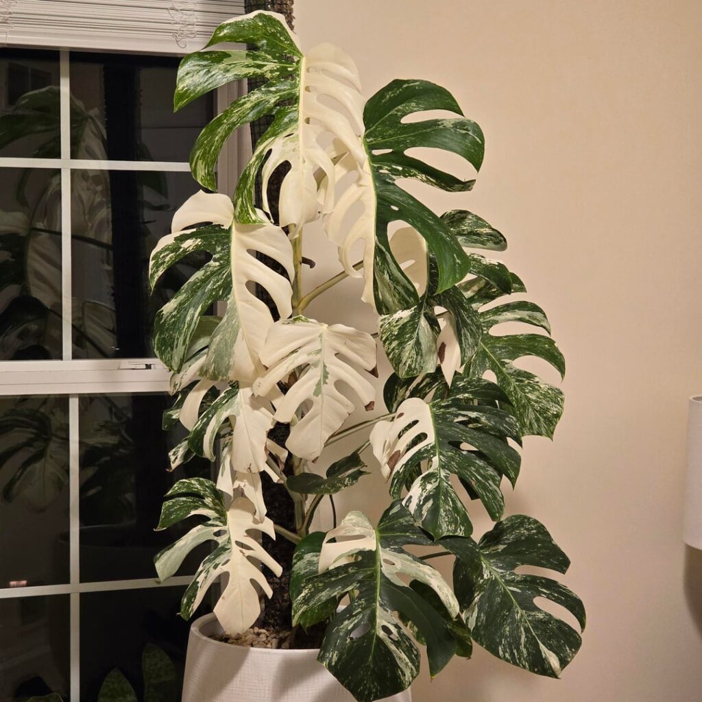 Is this a “good” monstera albo? Is this a "good" monstera albo?