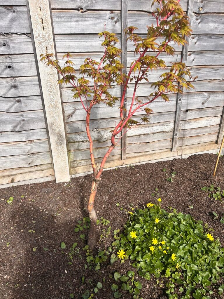 Is this Acer worth saving?