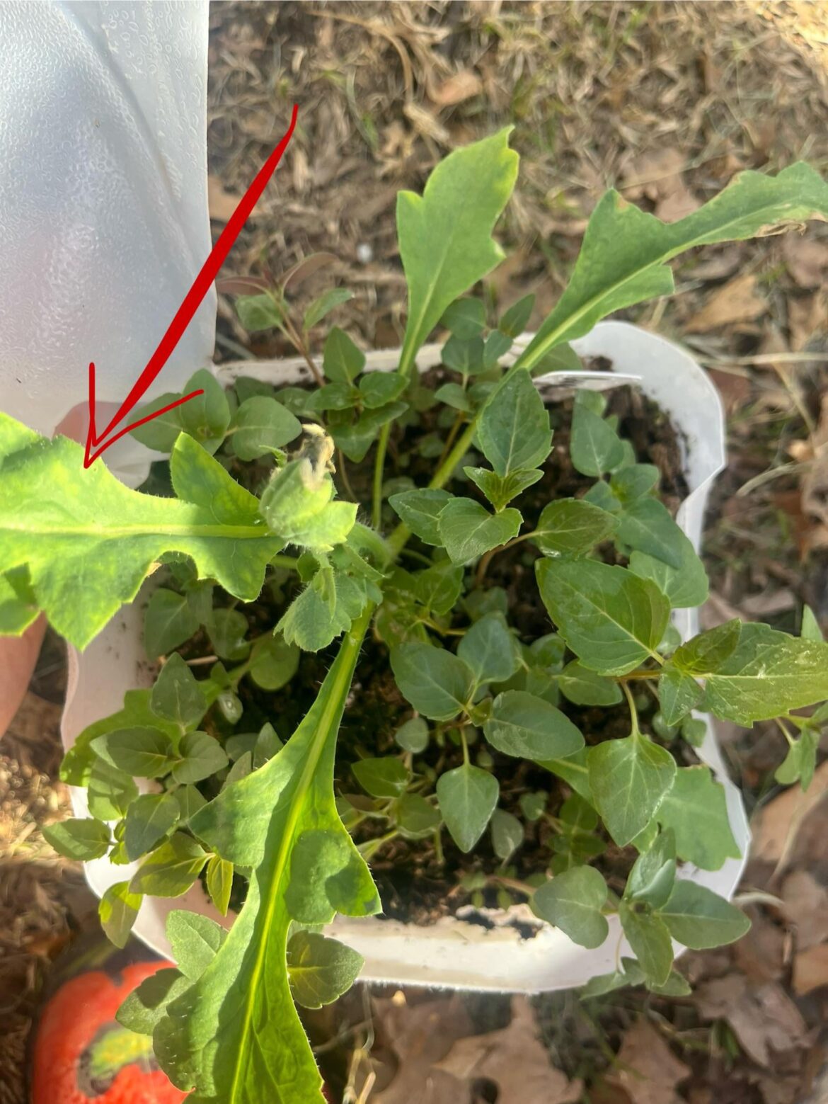 Hitchhiker in my wild bergamot? (Oklahoma, zone 7b)