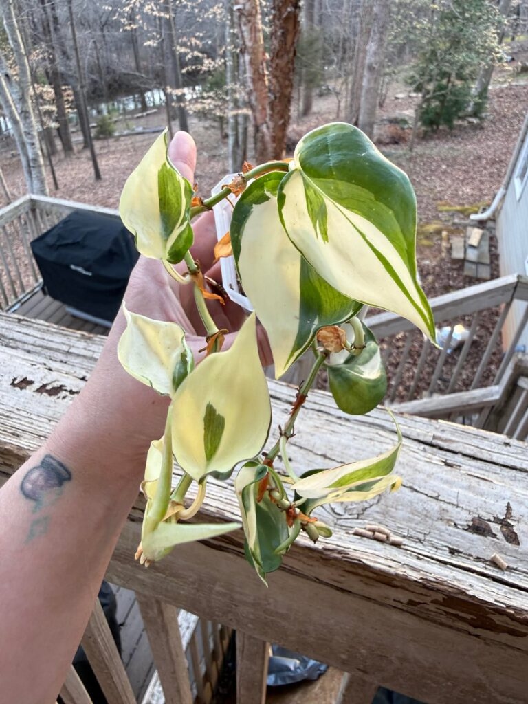 Maybe it’s not incredibly rare but not often sold - mutant Rio. I would love to see your mutant plants!