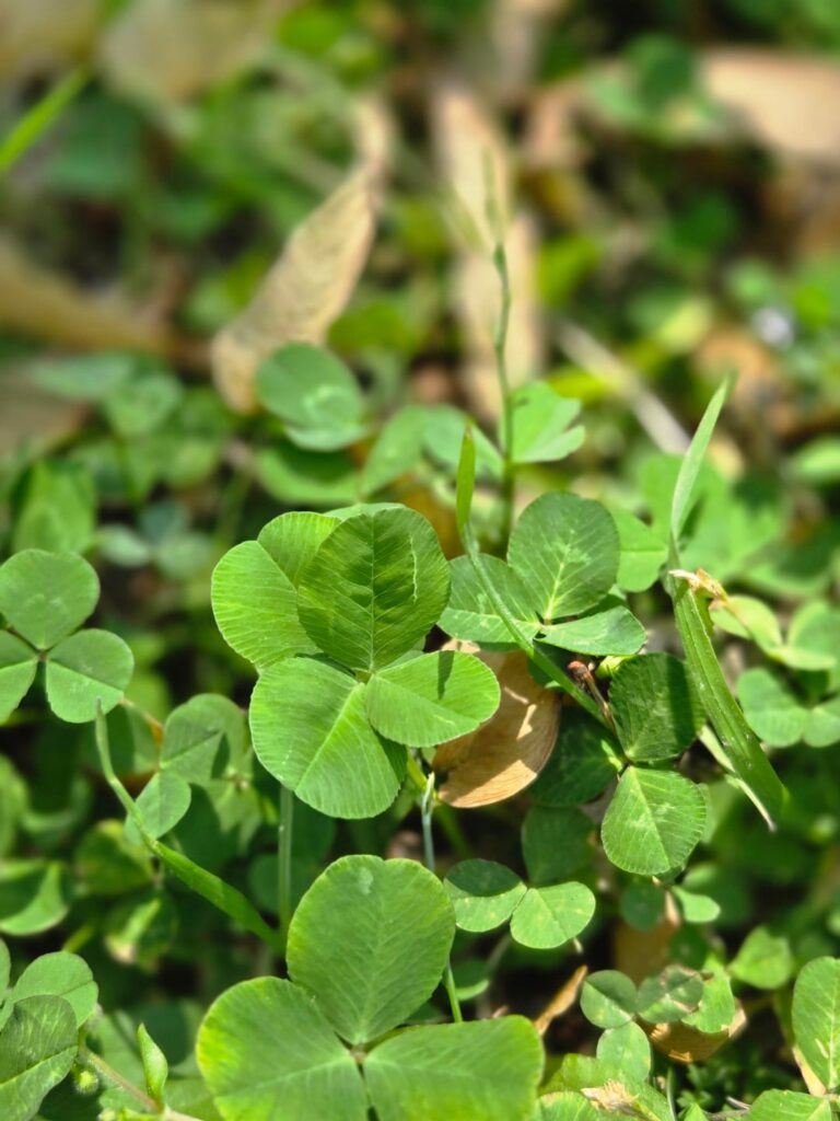 Trifolium repens