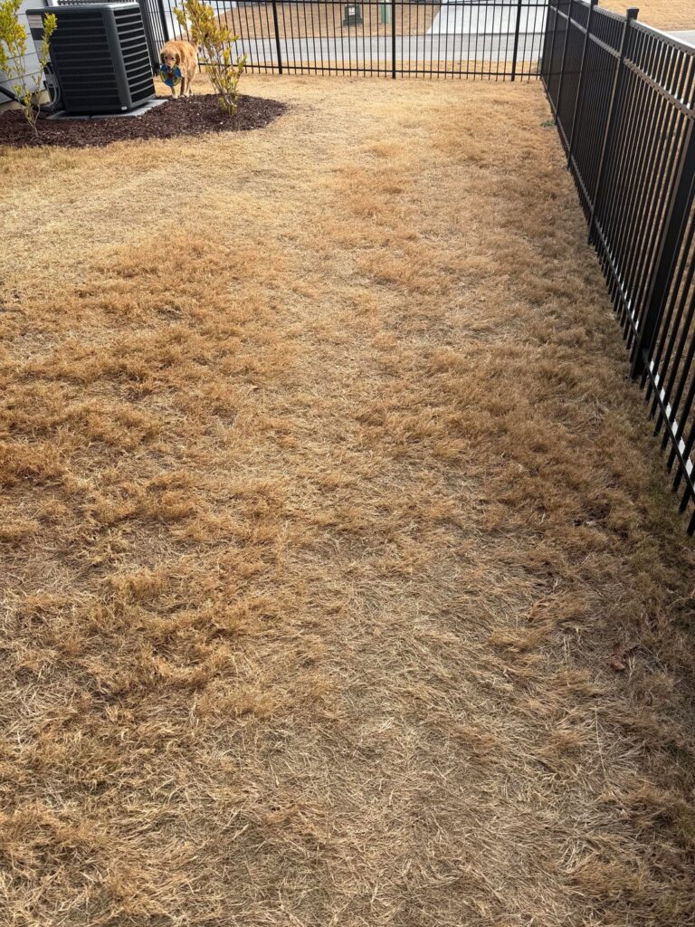 How do I fix this lawn