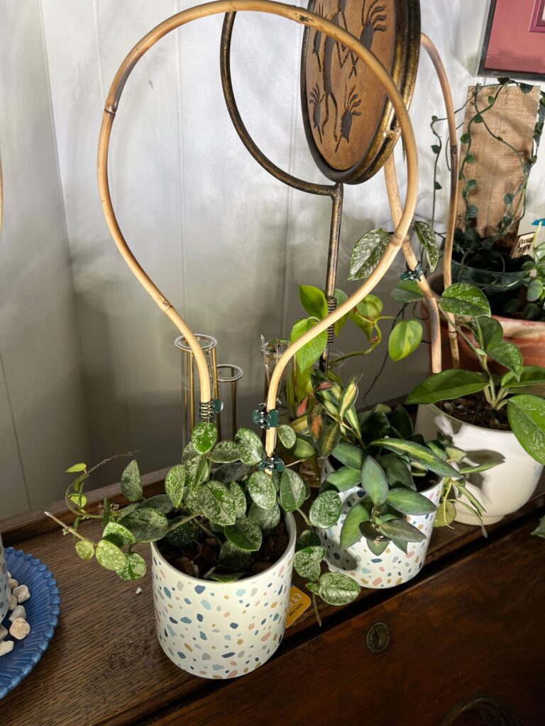 Trying to train my H. mathilde and carnosa ‘splash’ on these trellises. Am I doing so correctly?