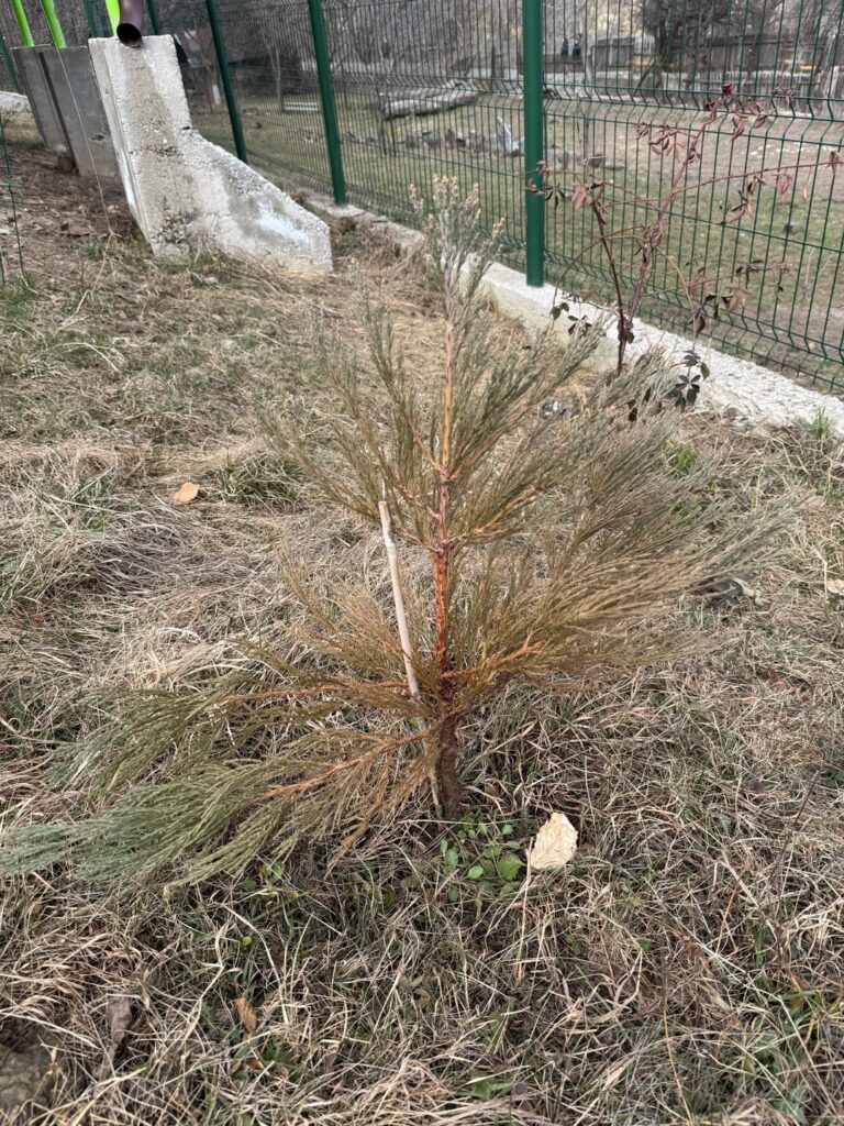 My sequoia after a rather harsh winter.