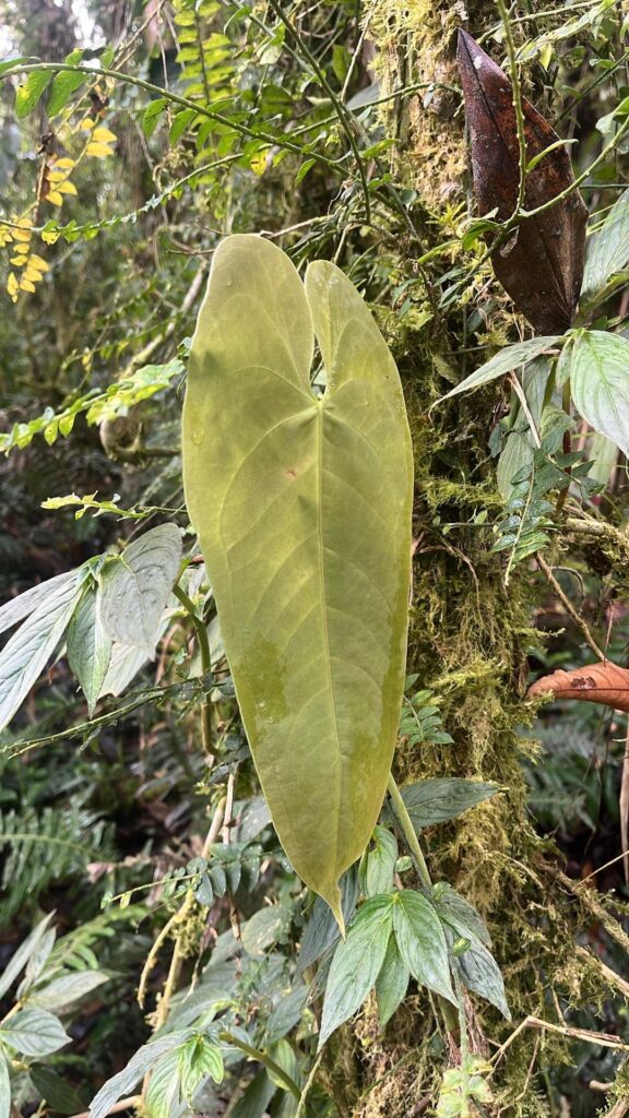 some wild Araceae 🙃