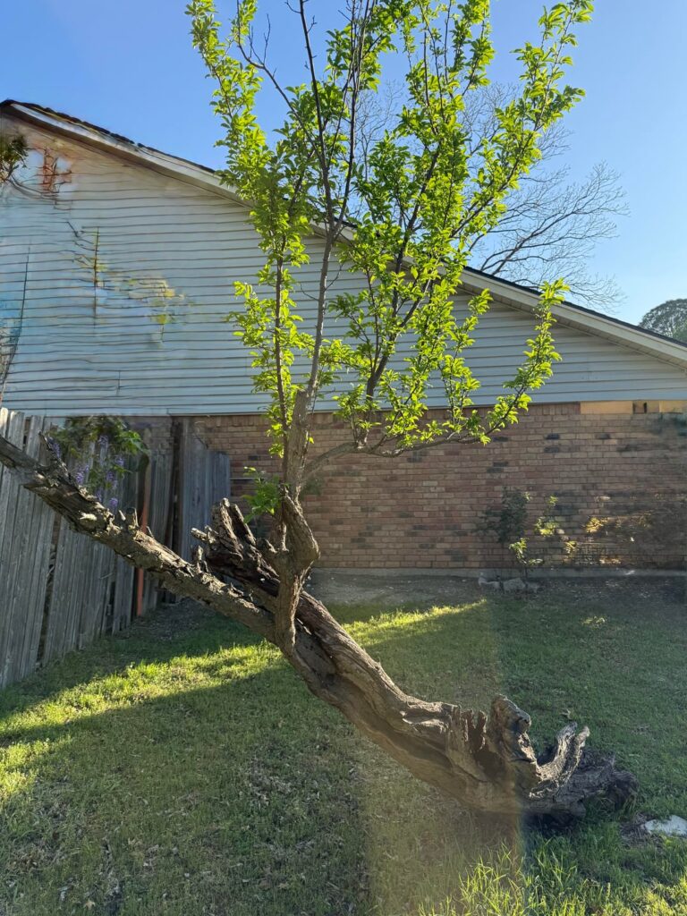 Anyway to save this plum tree?