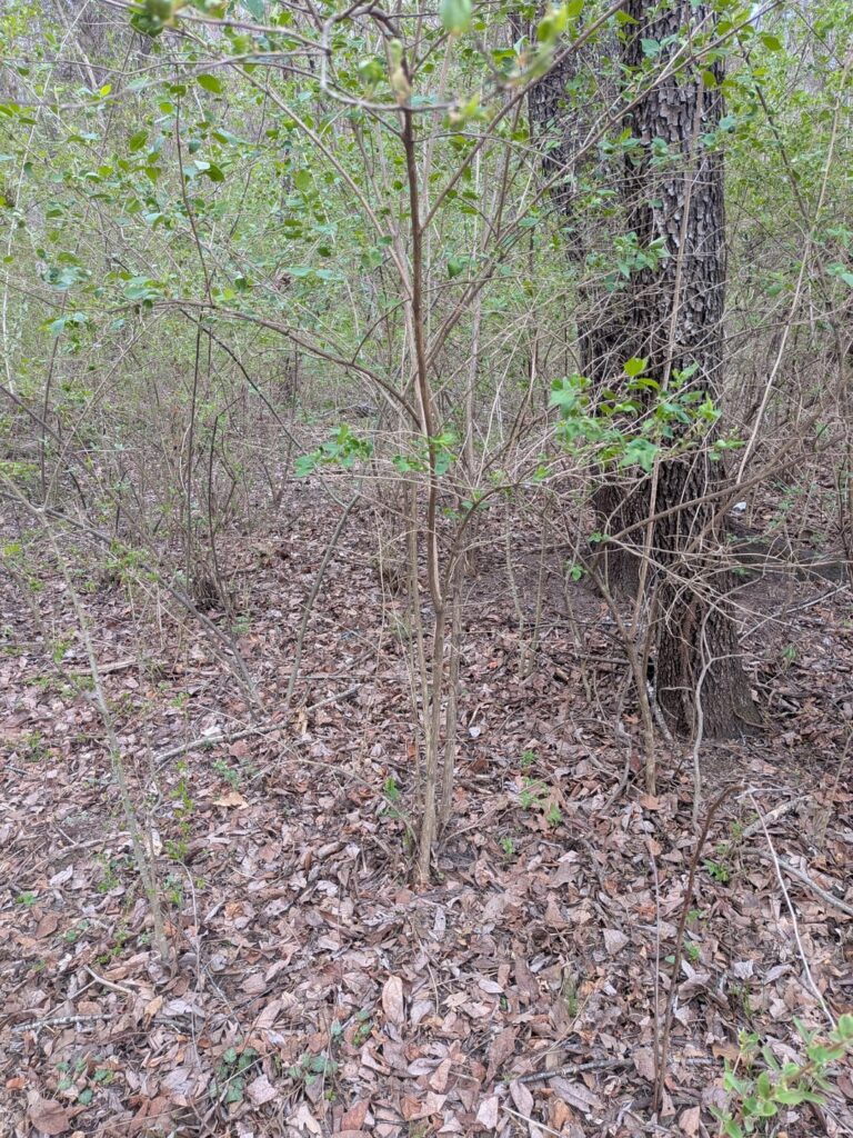 What is this weed that looks like a tree?