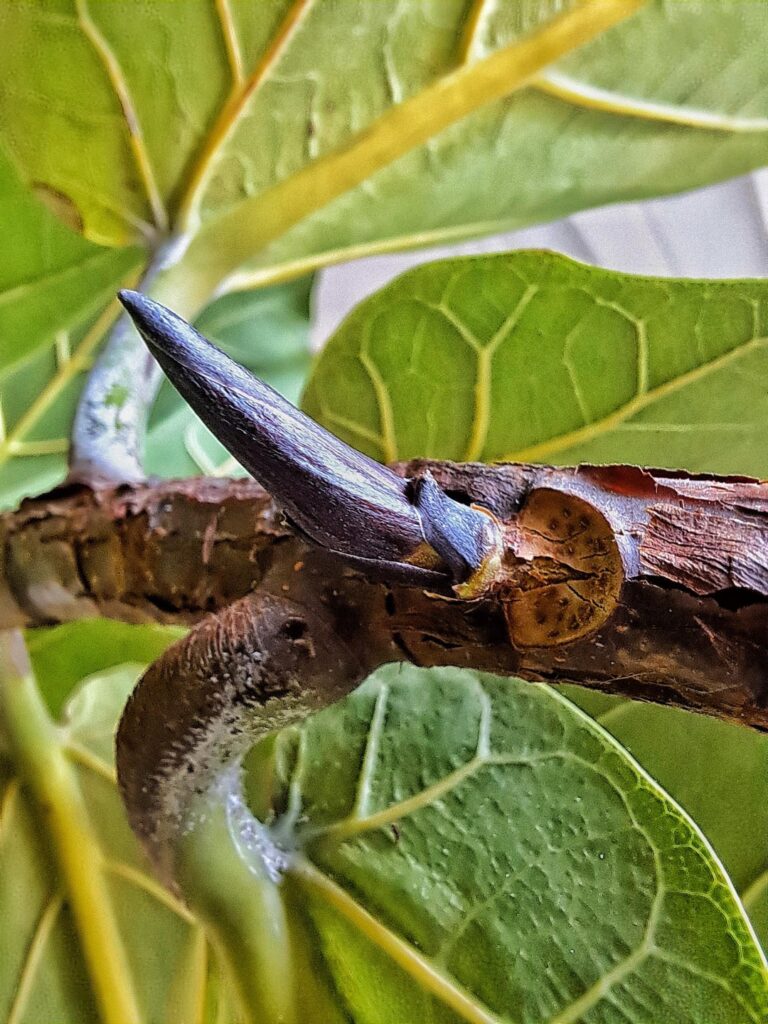 A new branch! A new branch!