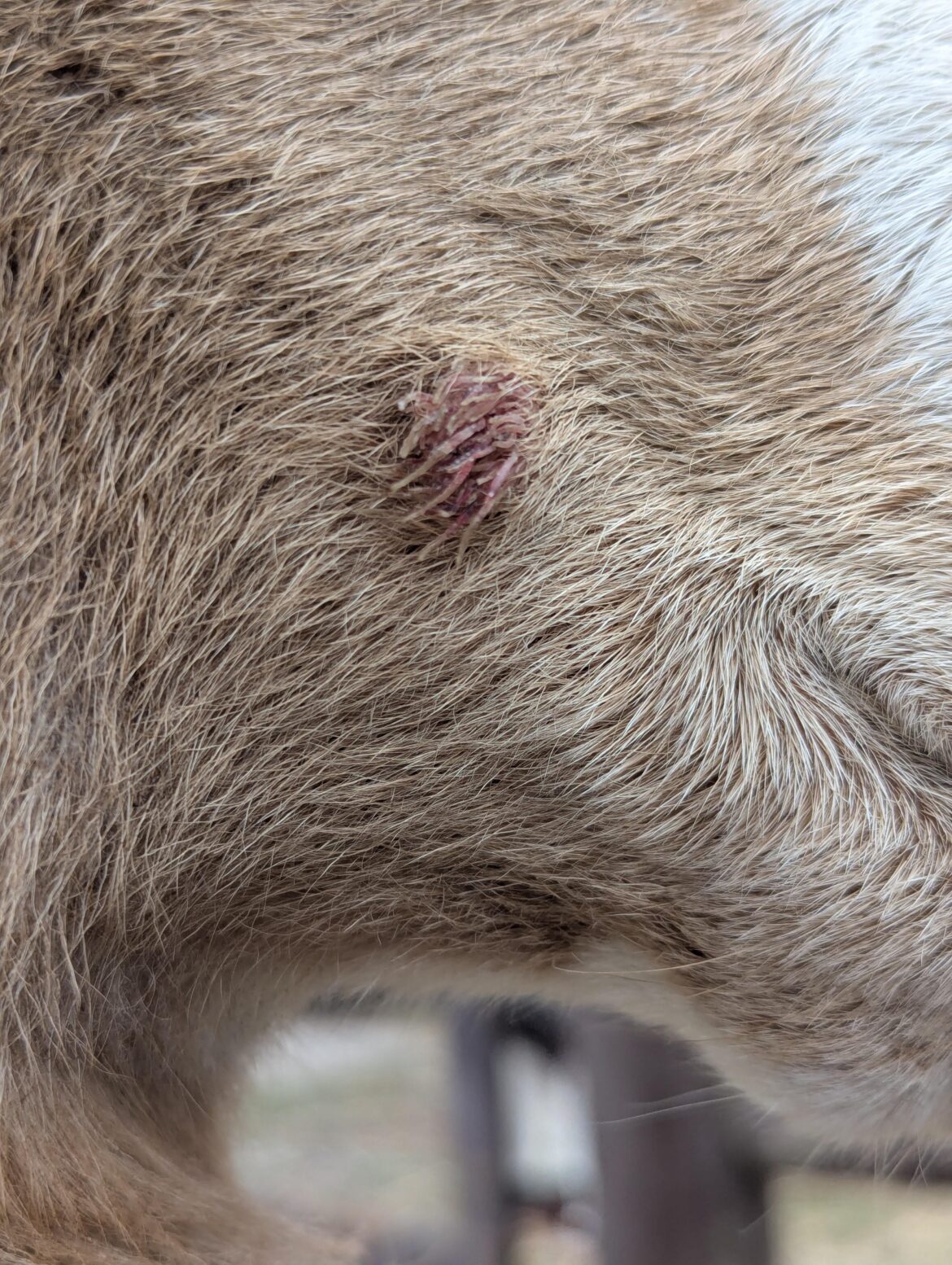 Anyone know what this growth is on my Painted Desert ram? Anyone know what this growth is on my Painted Desert ram?