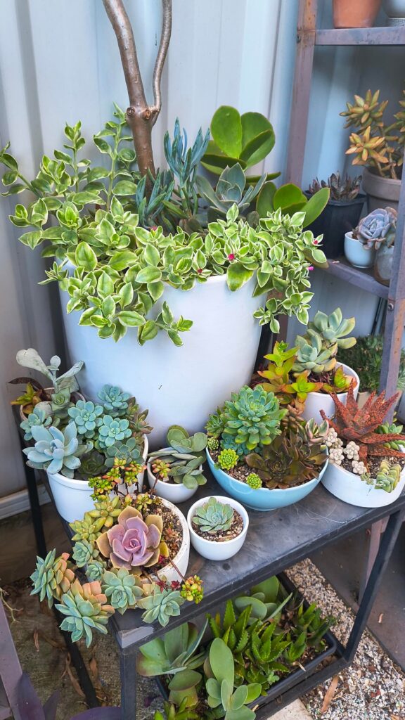 Outdoor succulents enjoying late summer weather down under