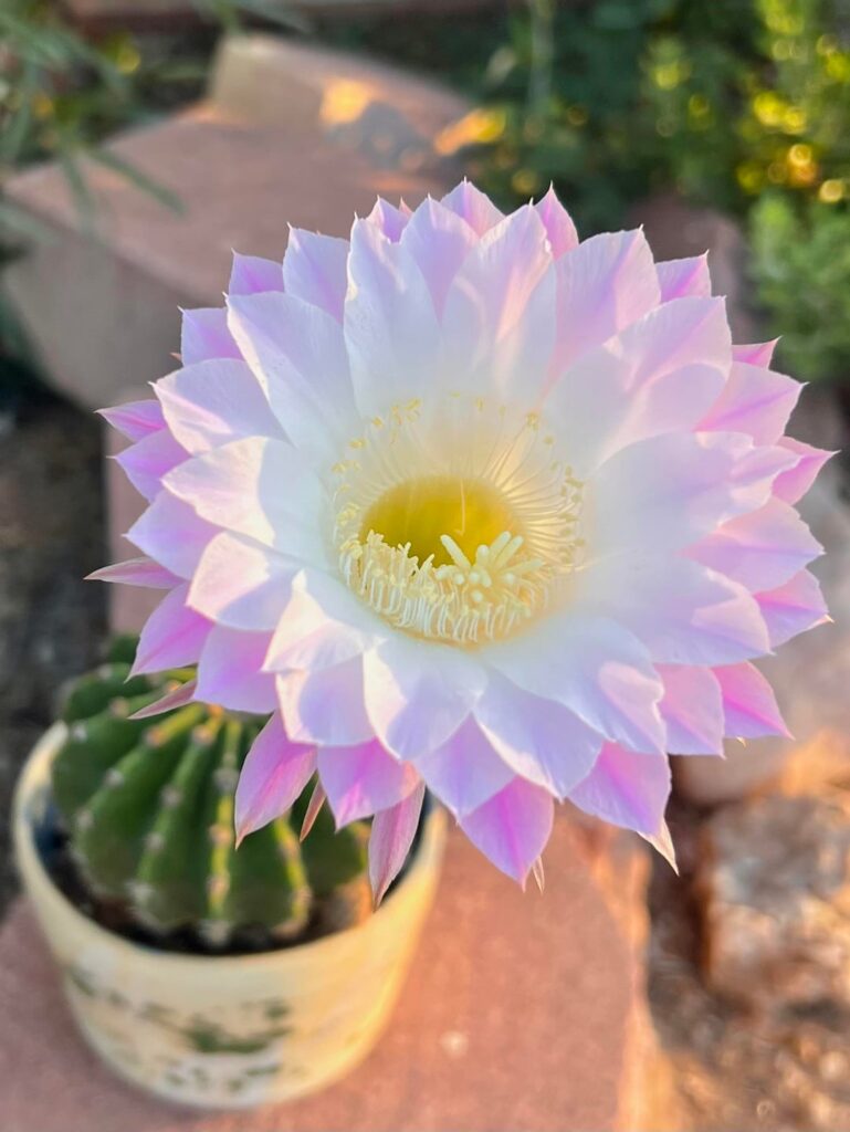 Echinopsis oxygona bloom!