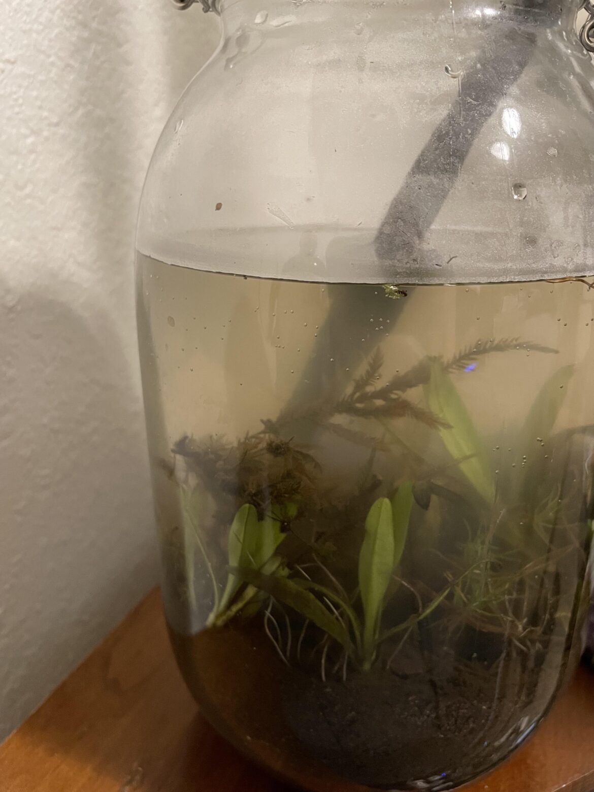 Is the condensation normal? First ecosystem.