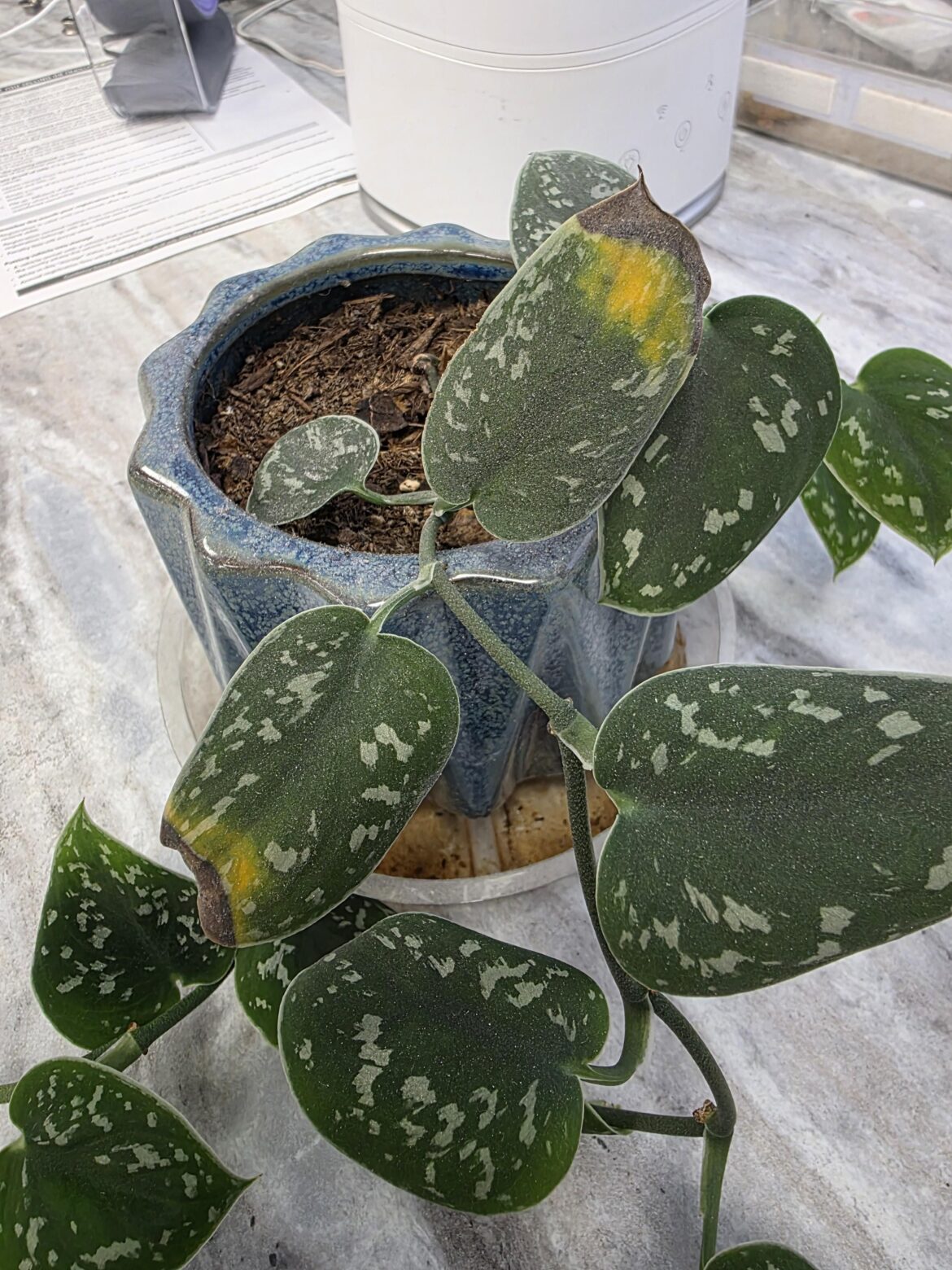 Help with satin pothos