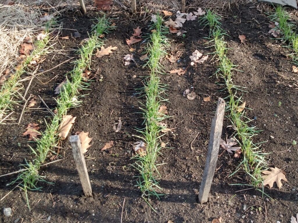 Spring Cover Crops for the Vegetable Garden Spring Cover Crops for the Vegetable Garden