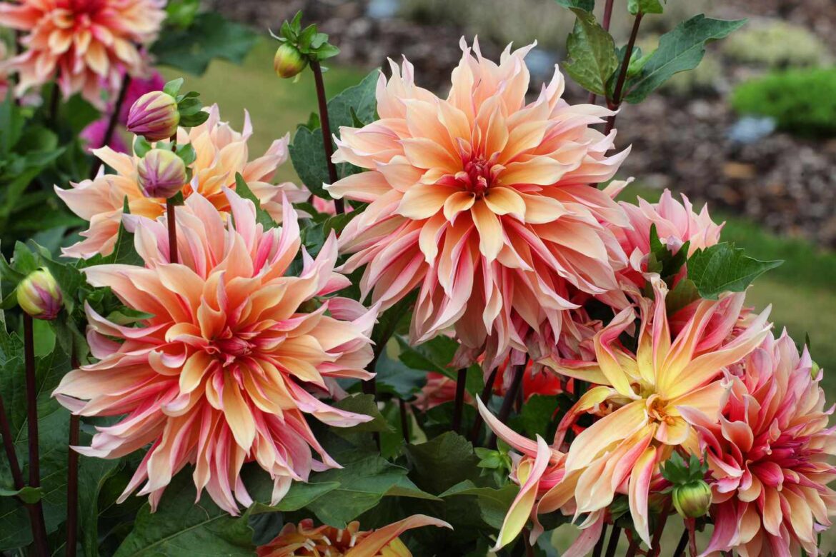 8 Dahlia Companion Plants That Guarantee Beautiful Blooms 8 Dahlia Companion Plants That Guarantee Beautiful Blooms