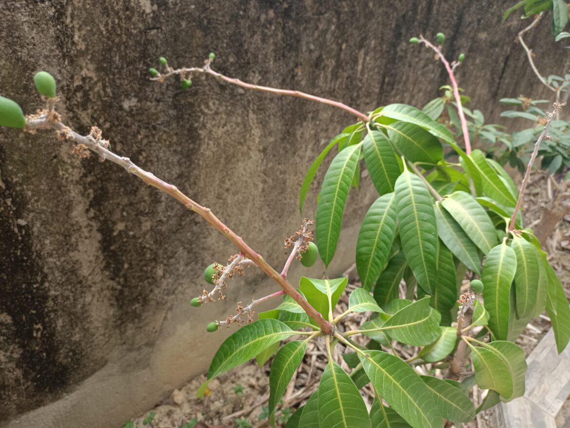Came back from a 2-week trip and found these! Mango tree is finally fruiting.