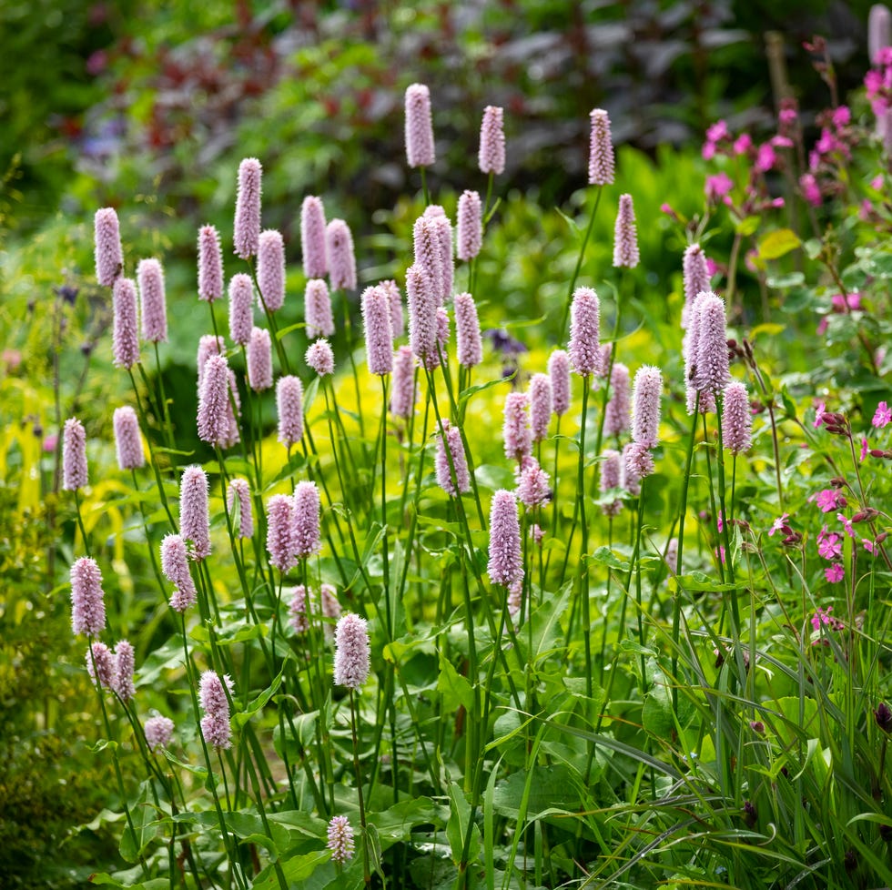 a herbaceous perennial plant with fluffy flower spikes of pale pink. flowering in late may in a uk garden.