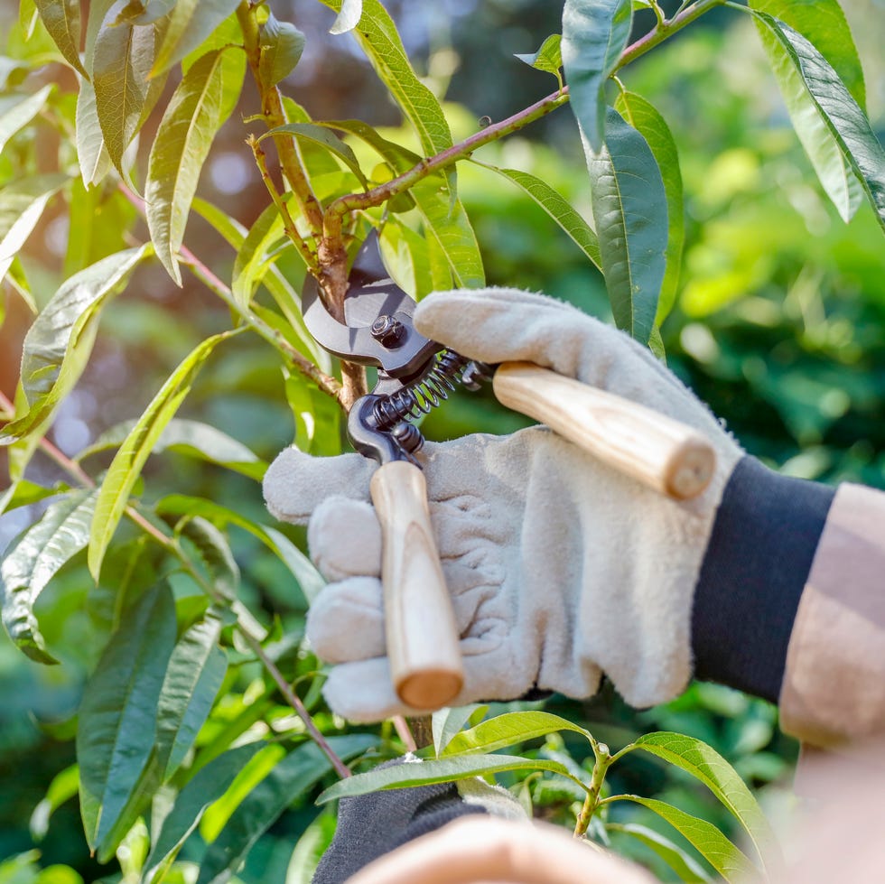 person cutting back garden plants
