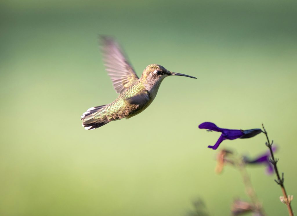Hummingbird