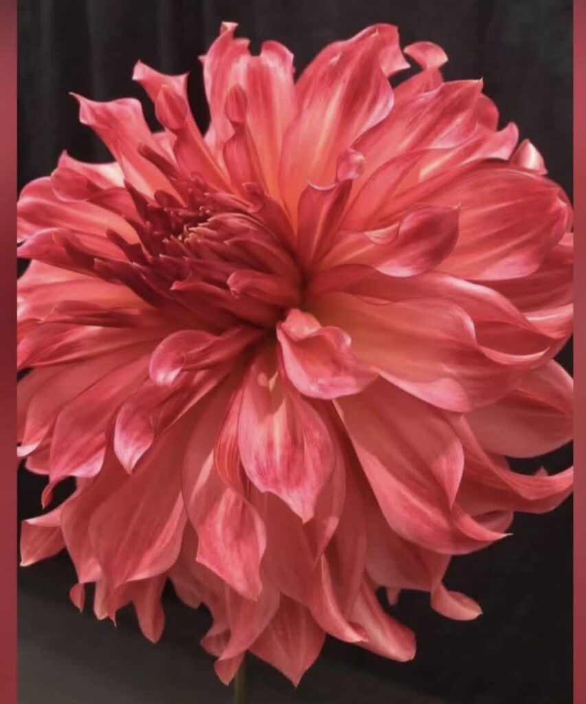 Can anyone identify this dahlia variety? Thanks. 🌺