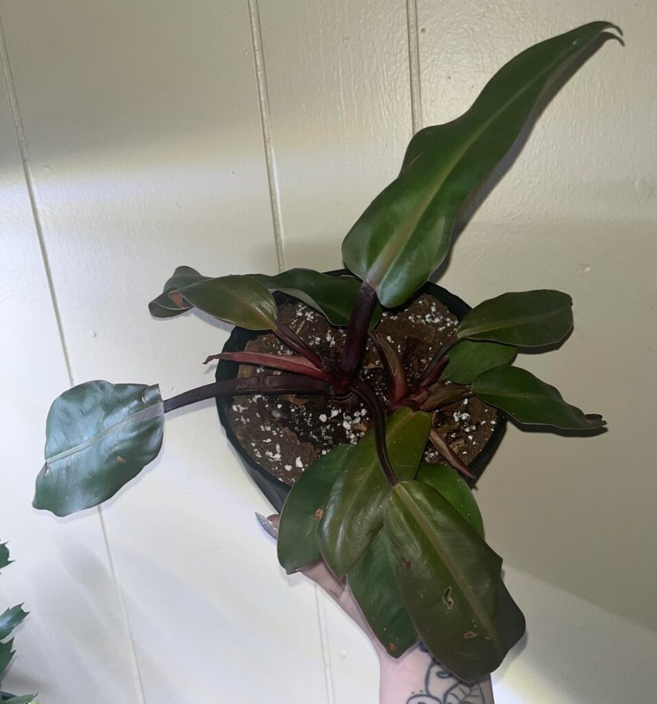 ID and advice please