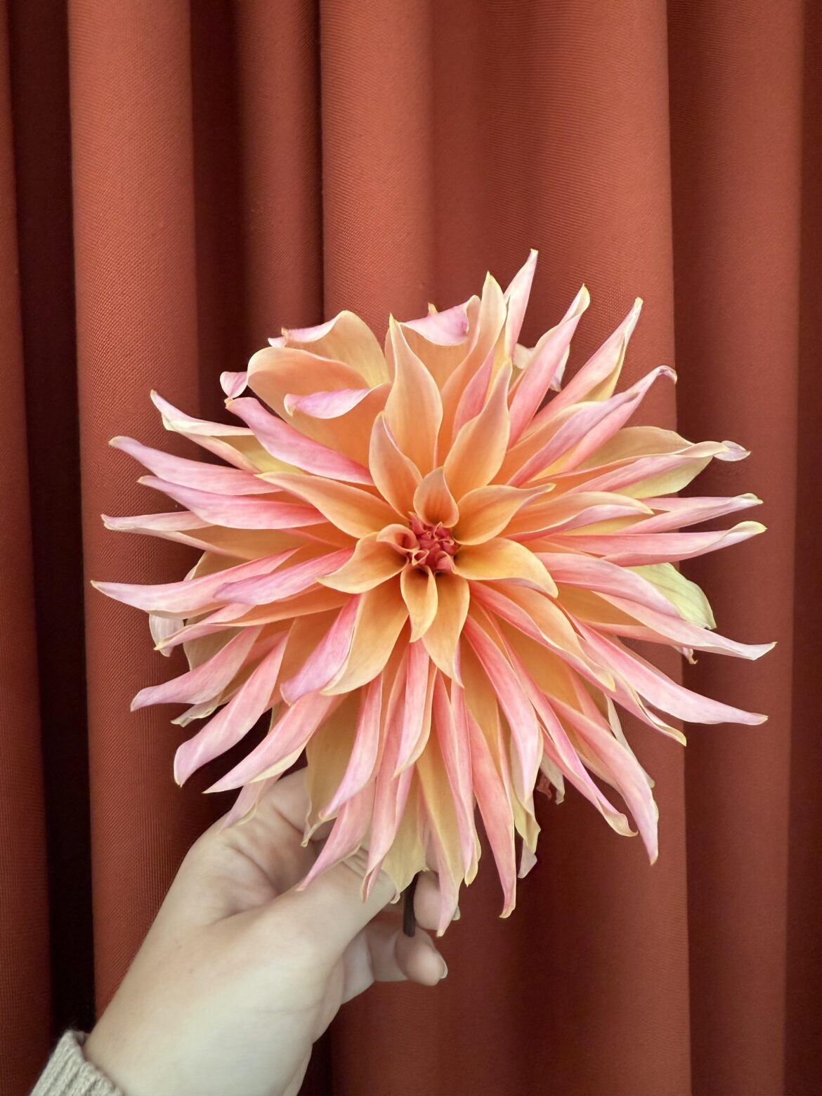 Looking forward to this year’s blooms