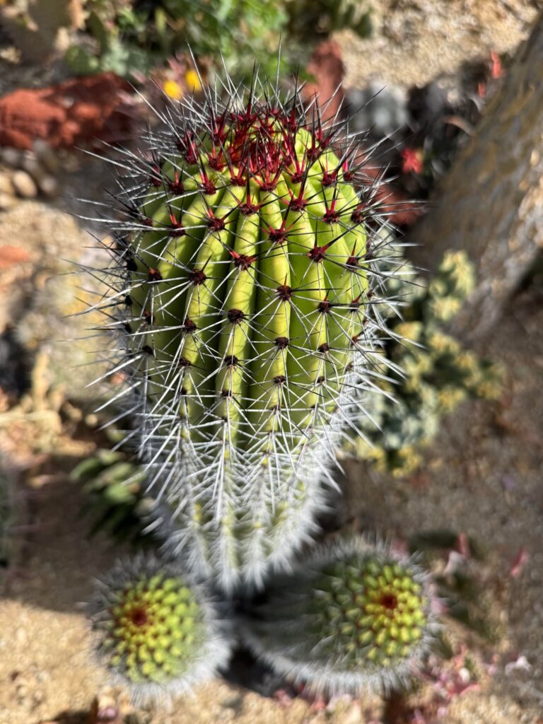 Stenocereus thurberi